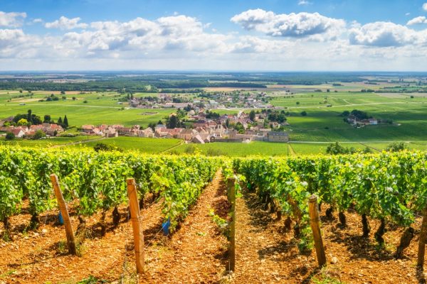 Vineyards of Burgundy, France