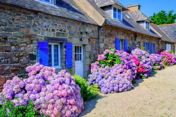 Colorful Hydrangeas flowers decorating traditional stone houses in a small village, Brittany, France