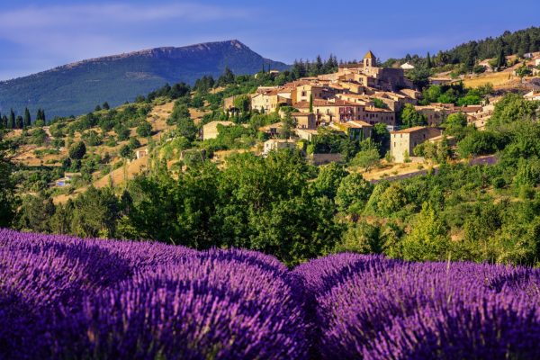 Blooming lavender field in Aurel hilltop village, Sault en Vaucluse, Provence, France